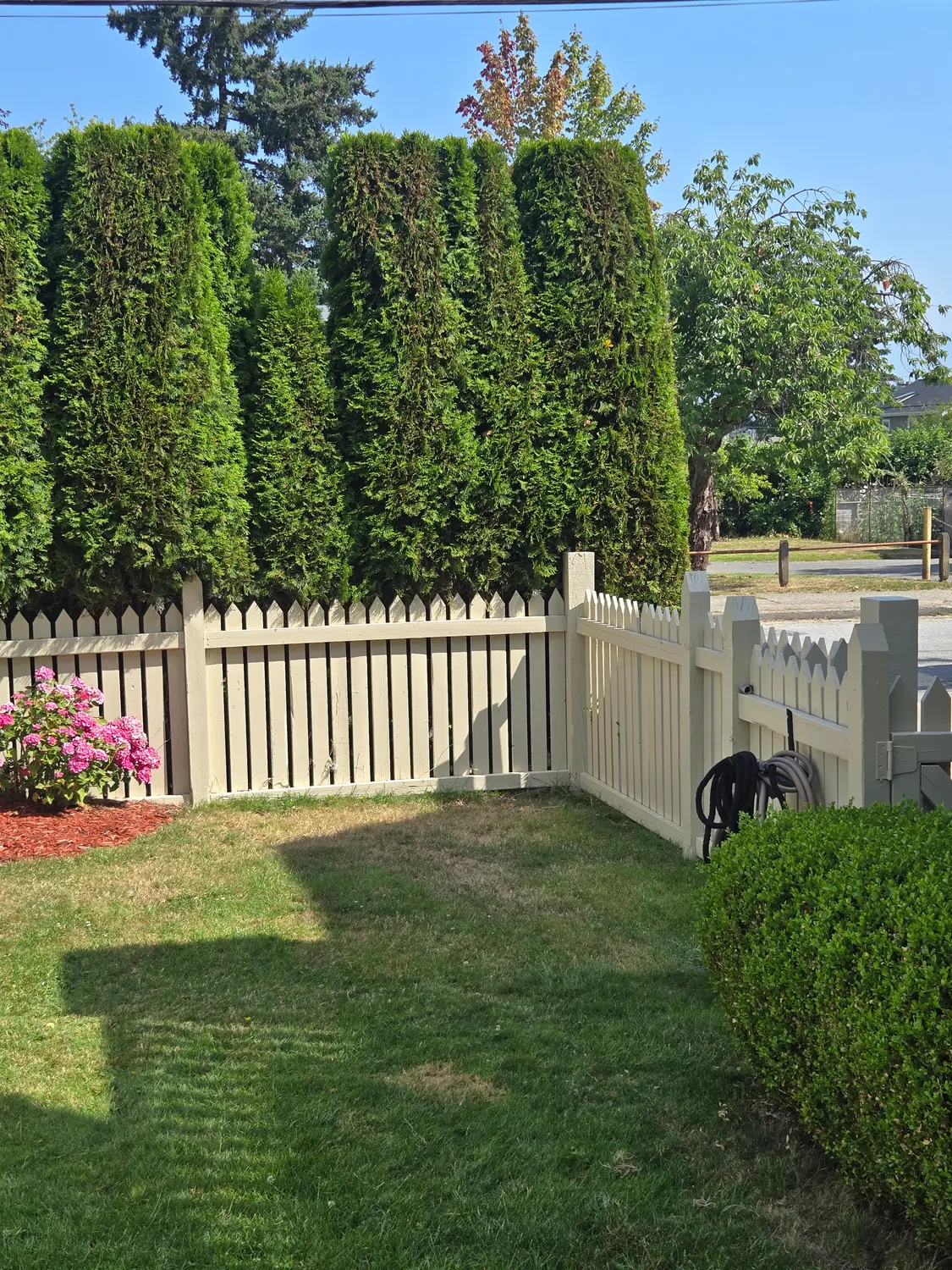 The same picket fence repainted in even cream against a cedar hedge