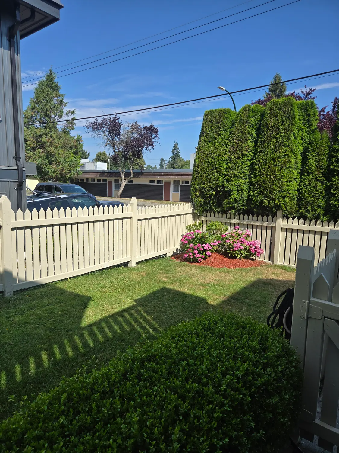 Repainted picket fence framing a tidy front yard with hydrangeas